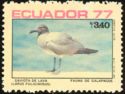 Lava Gull (Larus fuliginosus) 